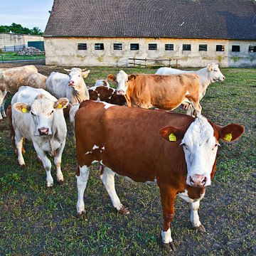 Kudde koeien bij Rieplos in het district Oder-Spree van Silva Wischeropp