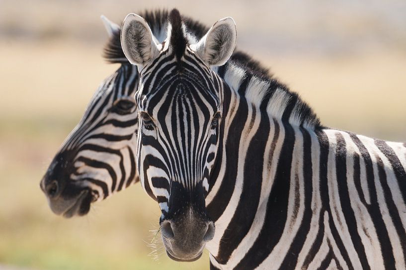 Zebra van Photo Wall Decoration