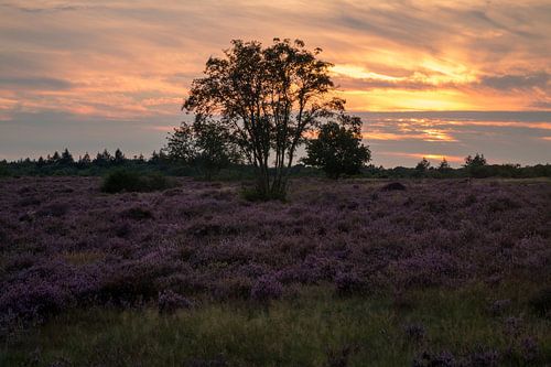 Hoorneboegse Heide - 5