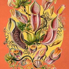 a Collection of Nepenthes von Marja van den Hurk