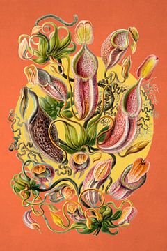 a Collection of Nepenthes by Marja van den Hurk