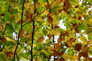 herfstkleuren van Ronenvief