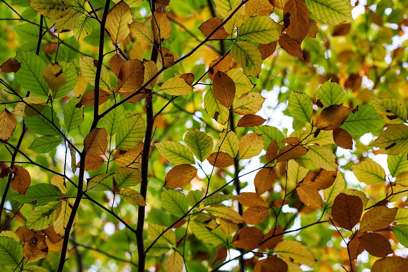 autumn colours by picsbyronenvief
