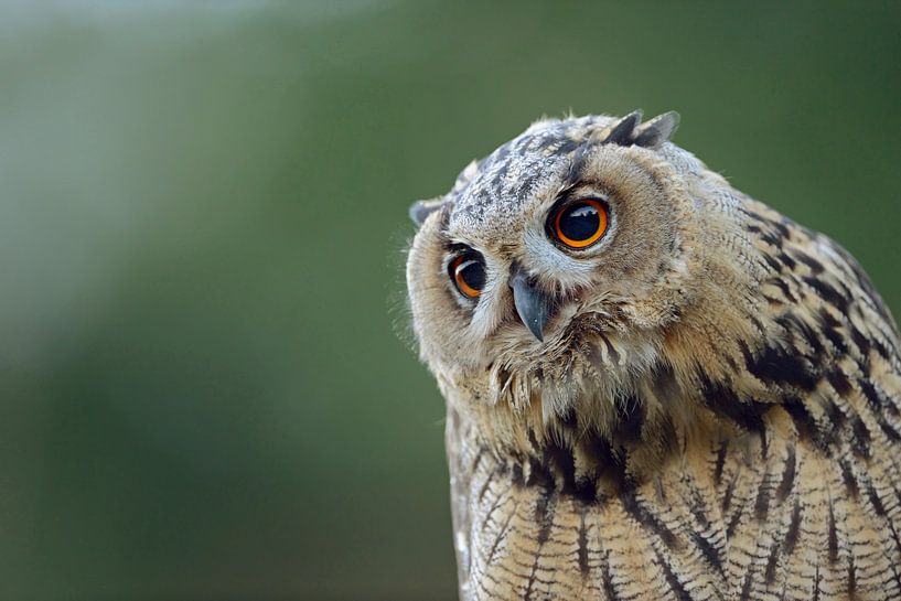 Europäischer Uhu ( Bubo bubo ), Kopfportrait par wunderbare Erde