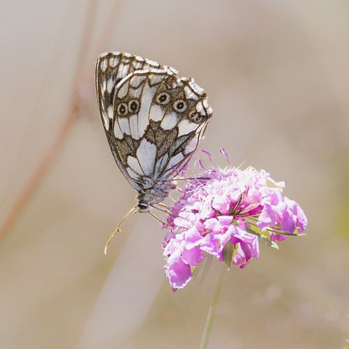 Damier, papillon, plateau de jeu vivant