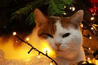 Nahaufnahme Katze