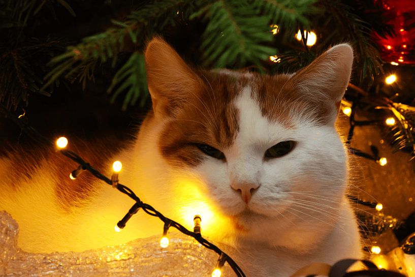 Close-up cat by Dennis van der Geest