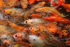 Koi carps in Vietnam by Bartholda Lucas