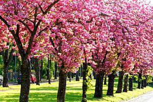 Kirschblüte in der Kolonie Meerbeck (7-45033)