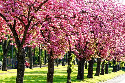 Cerisiers en fleurs dans la colonie de Meerbeck (7-45033)