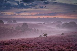 Nebliger Morgen auf der Heide