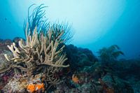 Underwater landscape at Bonaire