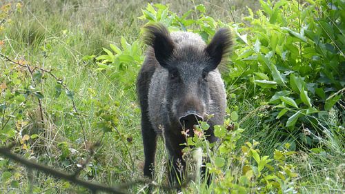 Hert, zwijn, wild zwijn