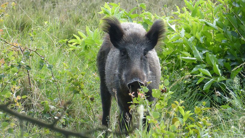 Hert, zwijn, wild zwijn von Gijs van Veldhuizen