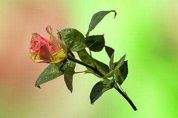 Liebe mit einer Vintage-Rose auf einem weichen Hintergrund von Jolanda de Jong-Jansen