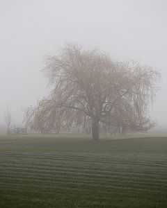 Baum in Herbstfarben in einer nebligen ländlichen Landschaft