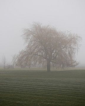 Baum in Herbstfarben in einer nebligen ländlichen Landschaft von Bram Lubbers