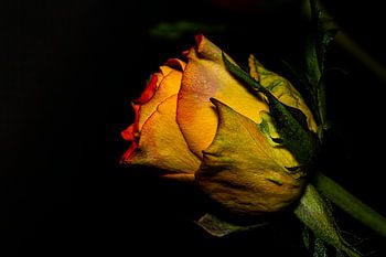 Rose sort de l'ombre