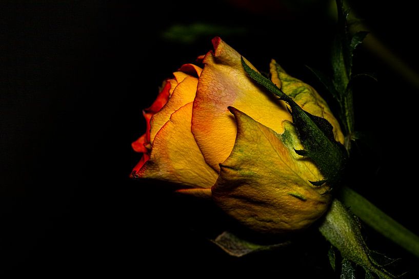 Rose breaks free from the shadows by foto by rob spruit