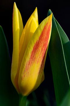 A tulip in the sun