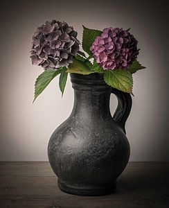 Stilleben Hortensie im Topf