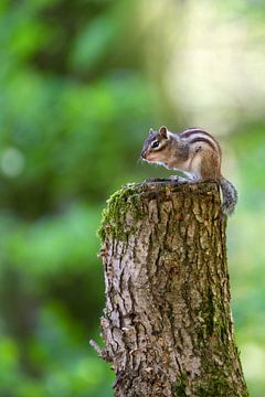 Siberian ground squirrel by Wilna Thomas