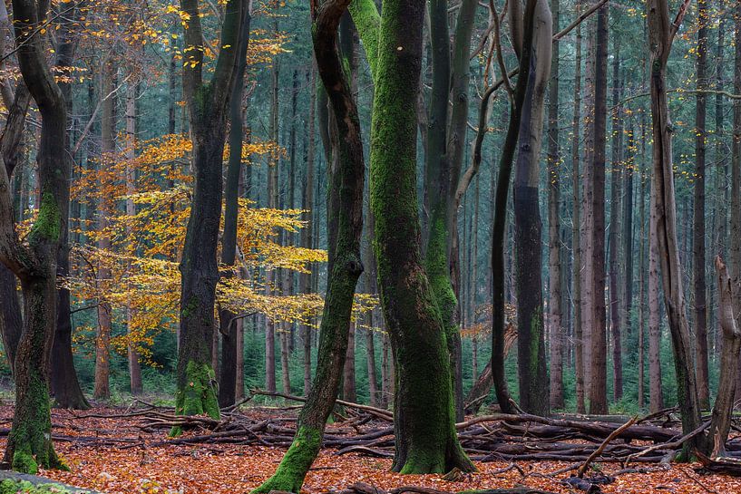 Der tanzende Herbst von Lenskappie