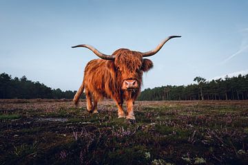 Schotse hooglander op de Wezepsche heide | Natuurfotografie  | Dieren in Nederland van Marijn Alons