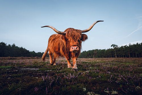 Scottish Highlander on the heath