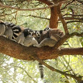 Ring-tailed lemurs's by Frank Smedts