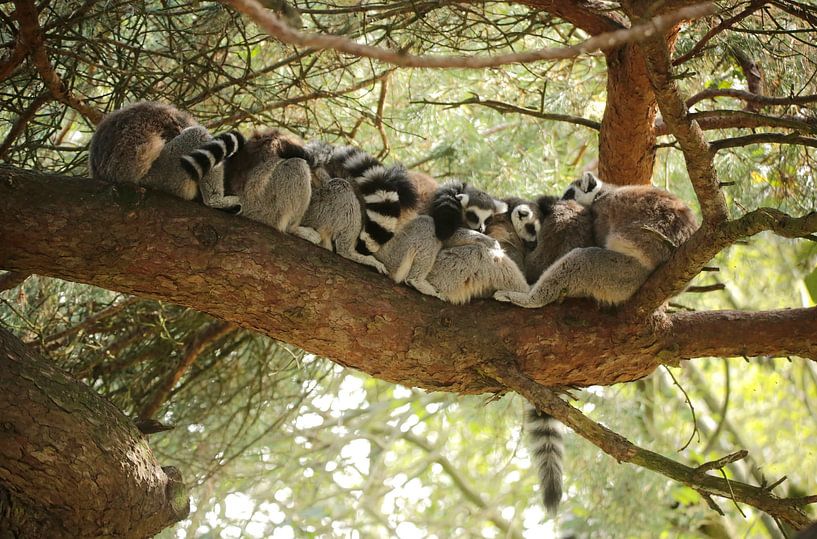 Les lémuriens à queue annulaire par Frank Smedts