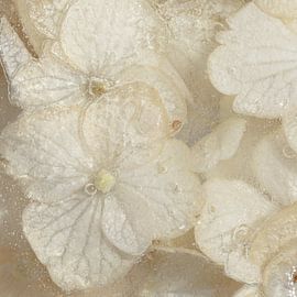 Fleurs gelées #8 sur Karin Bijl