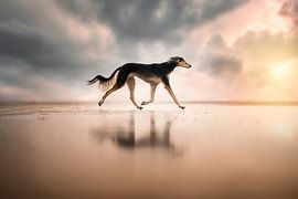 Walk on Water by Paws of Joyce Photography
