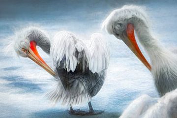 Twee pelikanen op het ijs