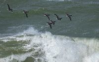 Group of Brent Geese above a wild surf by Marcel Klootwijk thumbnail