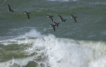 Group of Brent Geese above a wild surf by Marcel Klootwijk