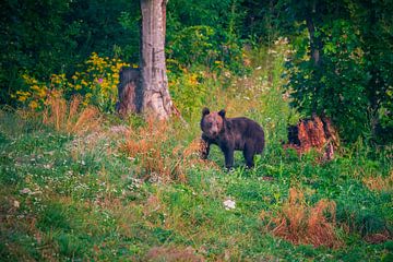 Ours dans les bois sur Antwan Janssen