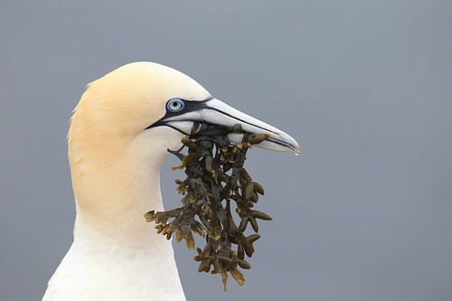 Jan-van-genten Helgoland Eiland Duitsland