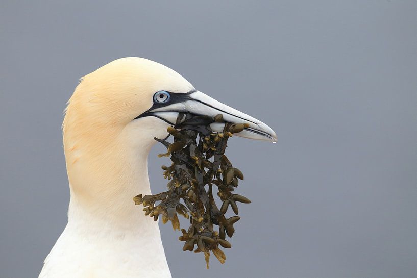 Jan-van-genten Helgoland Eiland Duitsland van Frank Fichtmüller