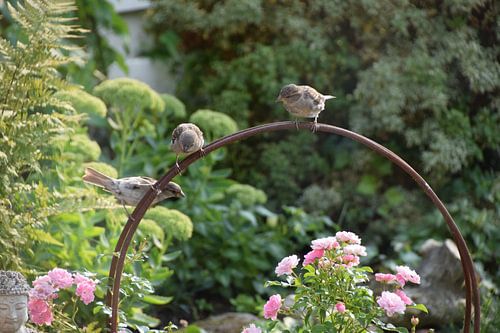 Three sparrows