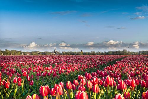Tulpen uit het Noorden, Kleine Huisjes