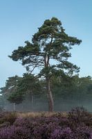 the beautiful nature