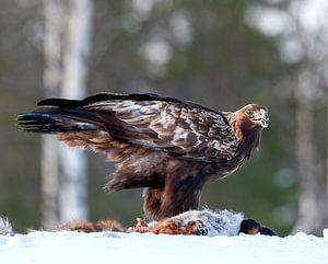 Steinadler sitzt im Schnee auf einem toten Fuchs im kalten Finnland