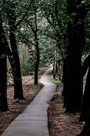 A winding nature trail through the Veluwe, winding its way through the trees in the Veluwe by Koen Lipman