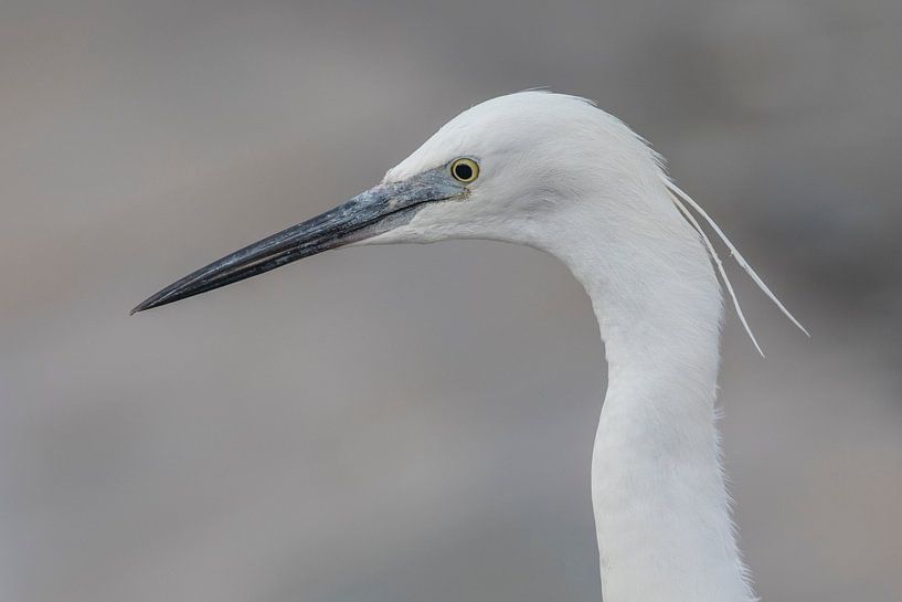 Kleine ZIlverreiger von Marcel Klootwijk