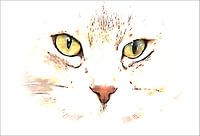 Interessantes Katzengesicht