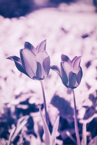 Dames Tulp - Kleurrijke Bloem Kracht Lelies