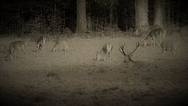 Herten, Zwijnen sur Gijs van Veldhuizen