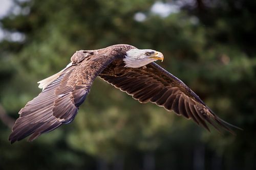 In flight