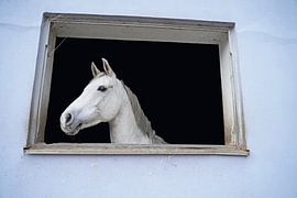 Photo shooting with white horse in a window of the riding stable
